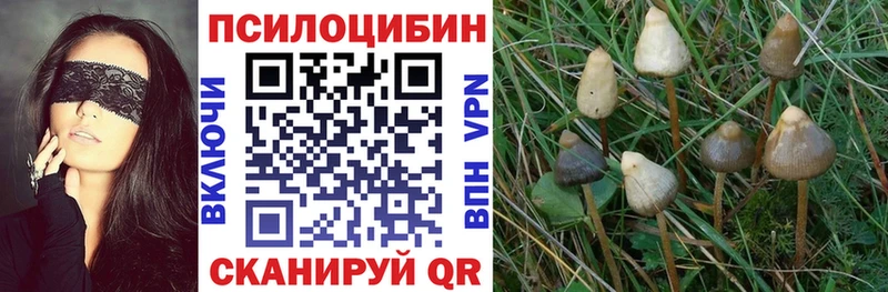 наркотики Луга Псилоцибиновые грибы Cubensis