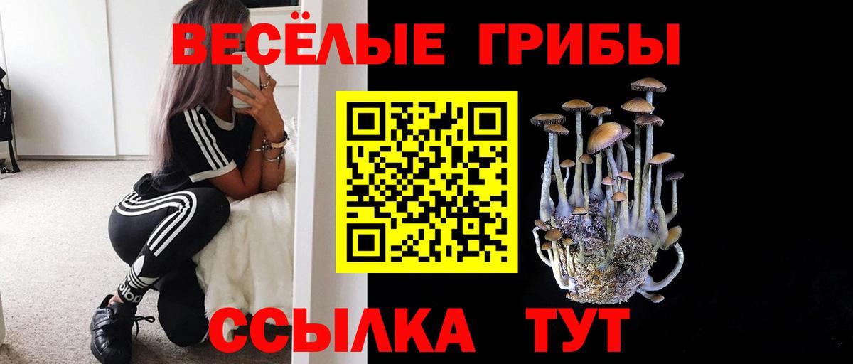 Галлюциногенные грибы Psilocybine cubensis  Вход с VPN  Псилоцибиновые грибы Psilocybine cubensis  Луга 